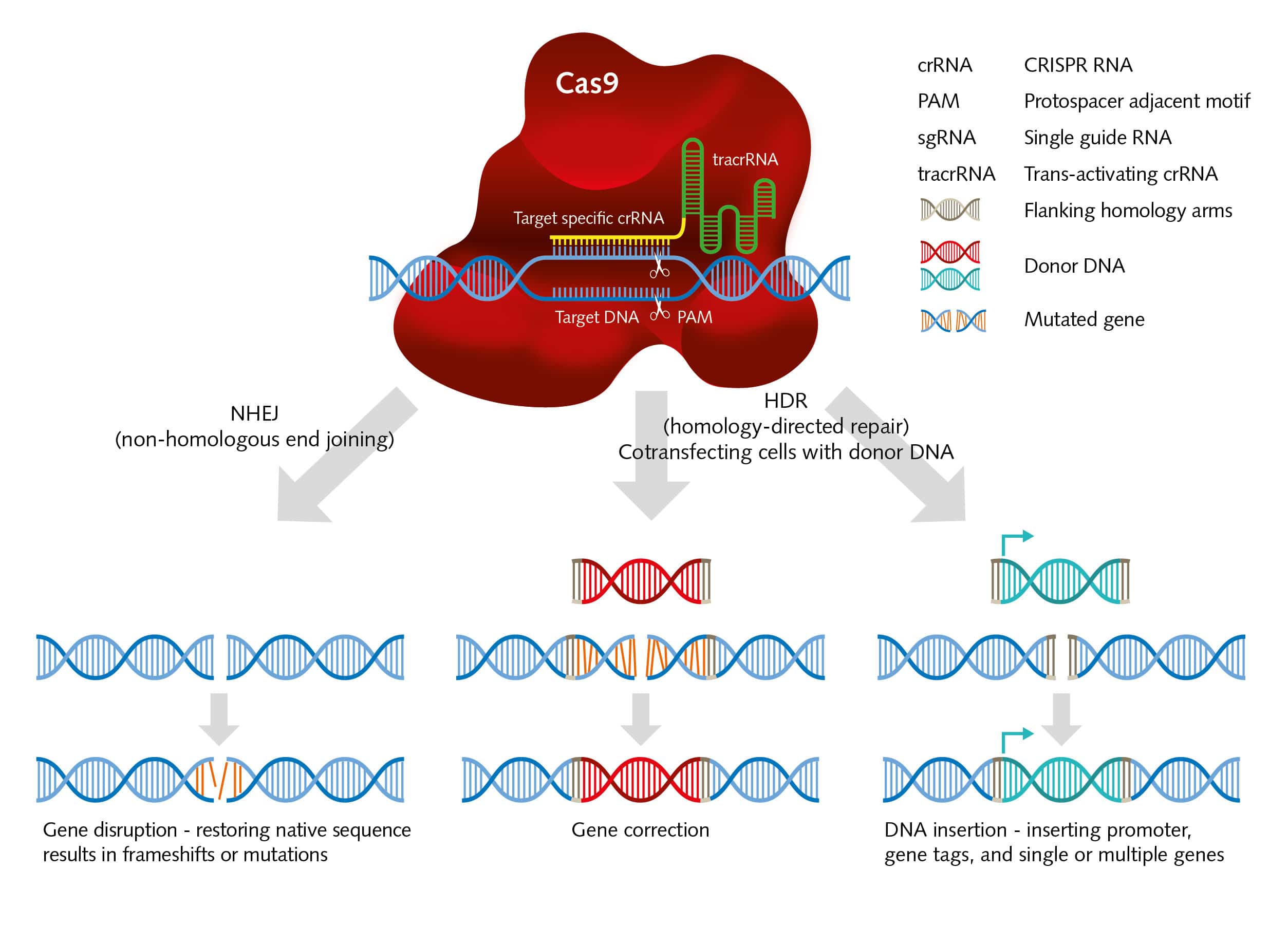 CRISPR Cas9 Overview