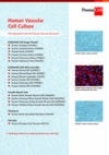 Human Vascular Cell Culture Flyer