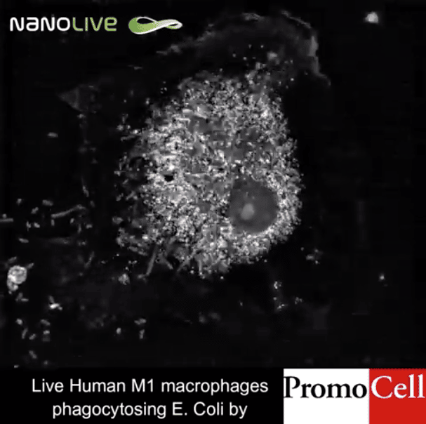 holotomographic video of M1 macrophages