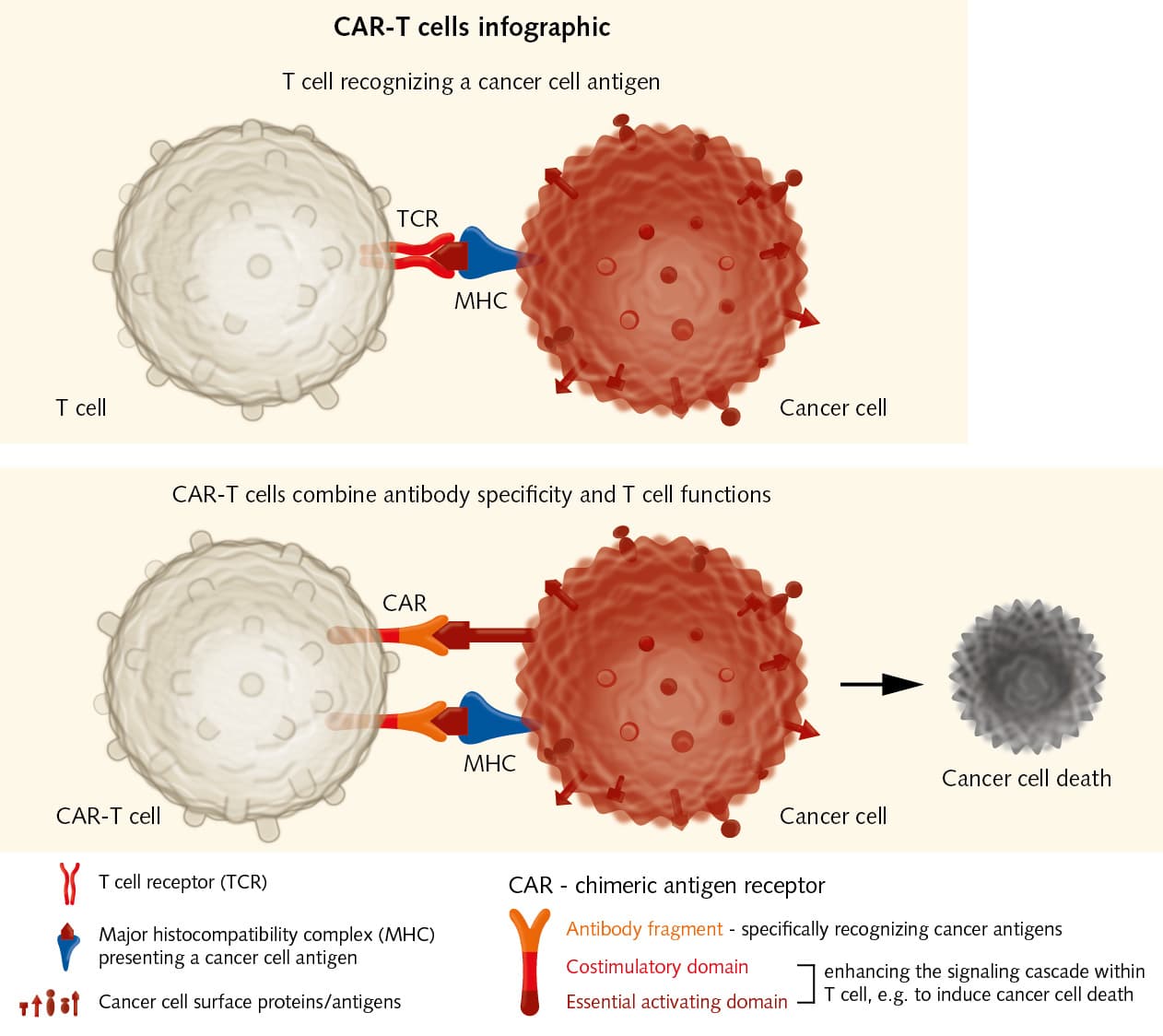 CAR-T cells infographic
