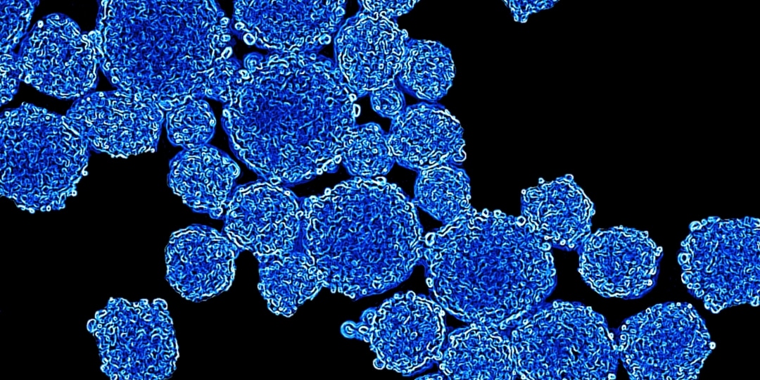 Spheroids - 3D Cell Culture