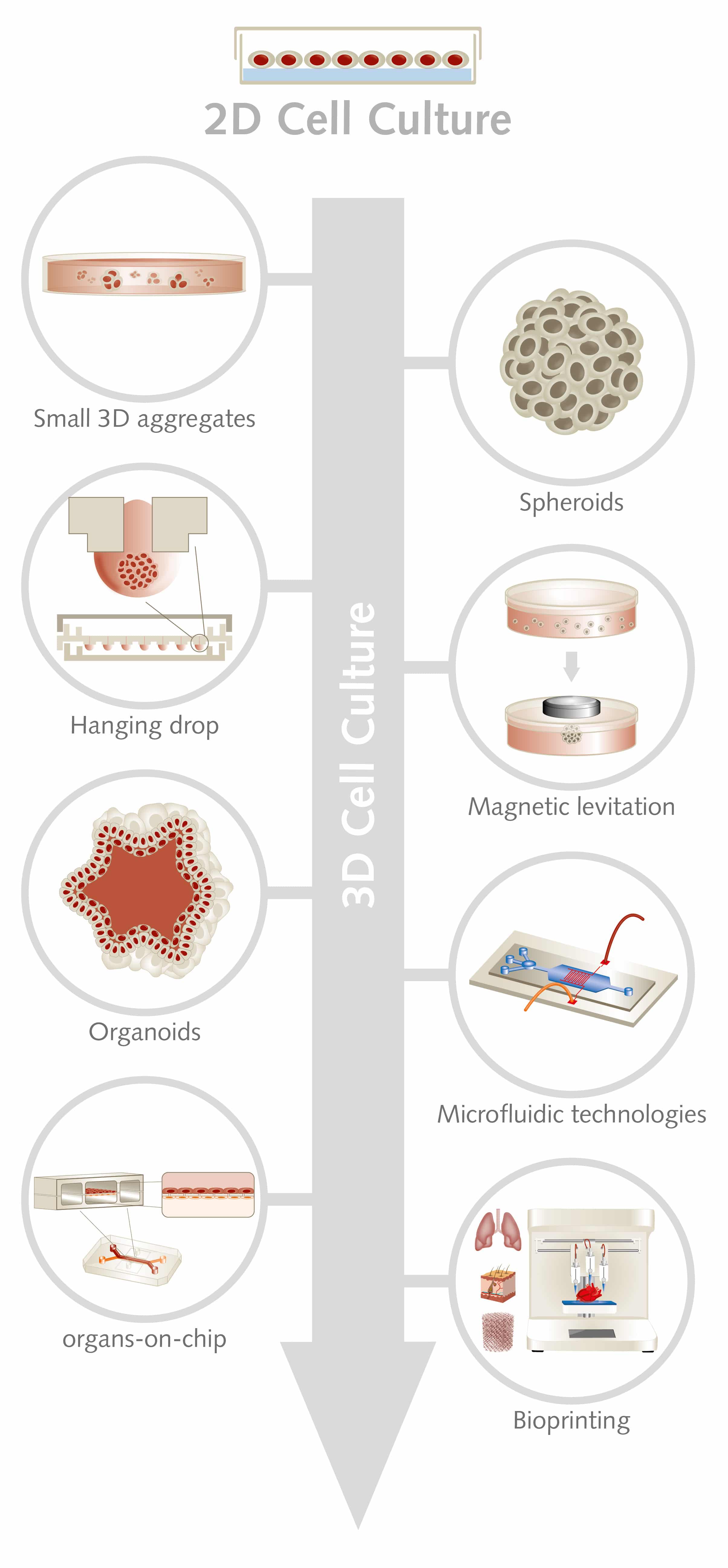 3D Cell Culture: Moving from simple technologies to sophisticated approaches