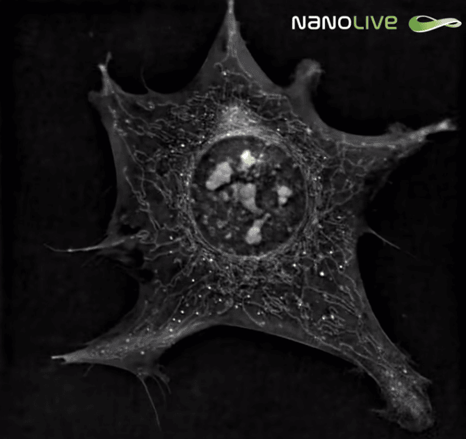 Preadipocytes: live cell imaging