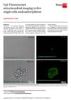 Epi-Fluorescence mitochondrial imaging in live single cells and tumorspheres