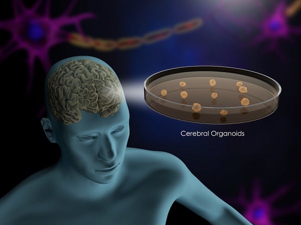 PromoCell - cell culture - brain organoids