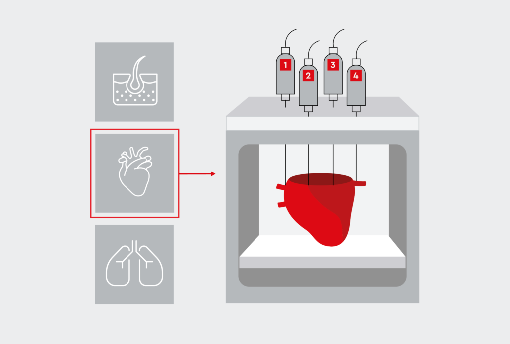 Bioprinting: 3D printing of human organs