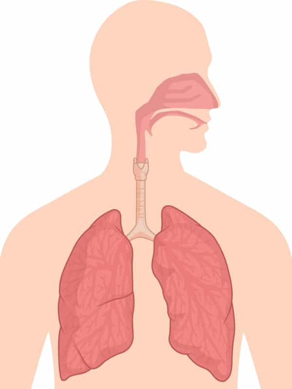 Human respiratory tract