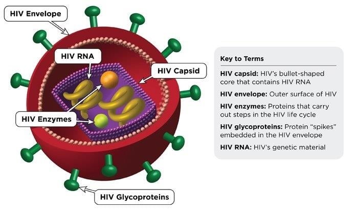 The HIV virus particle