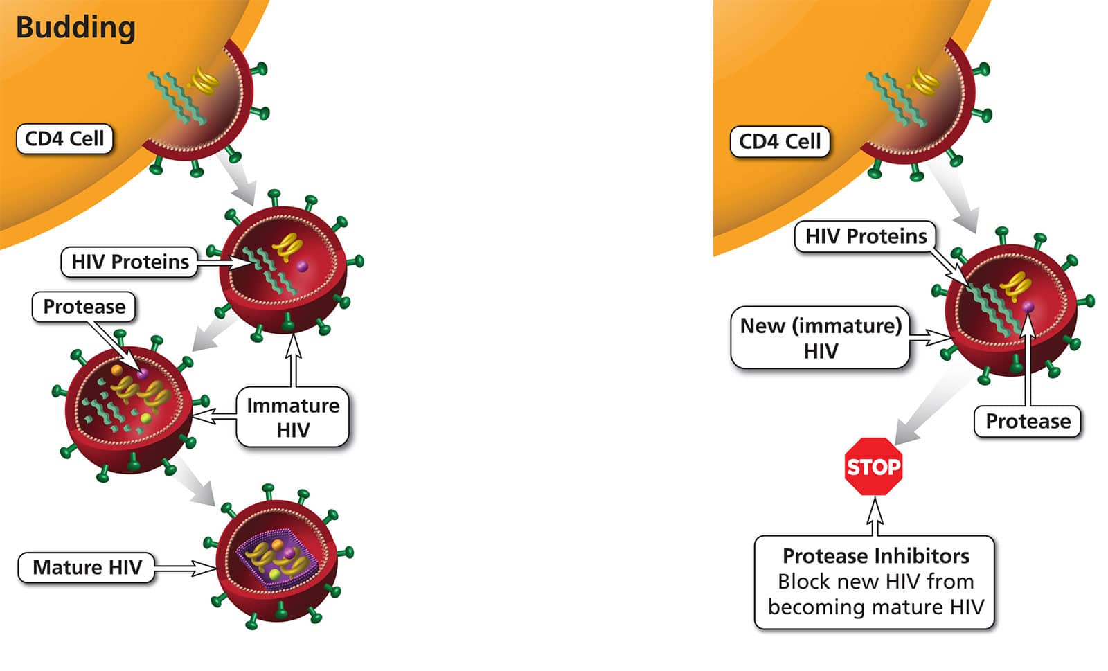 Specific Protease Inhibitors prevent new, immature HIV from becoming a mature virus that can infect other CD4 cells schematic