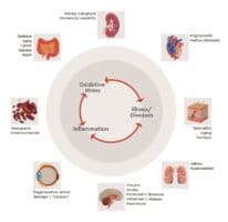 Studying oxidative stress and skin aging - PromoCell PromoCell