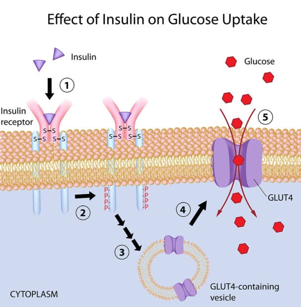 In Vitro Cell Assays And Diabetes Drug Development Promocell 1946