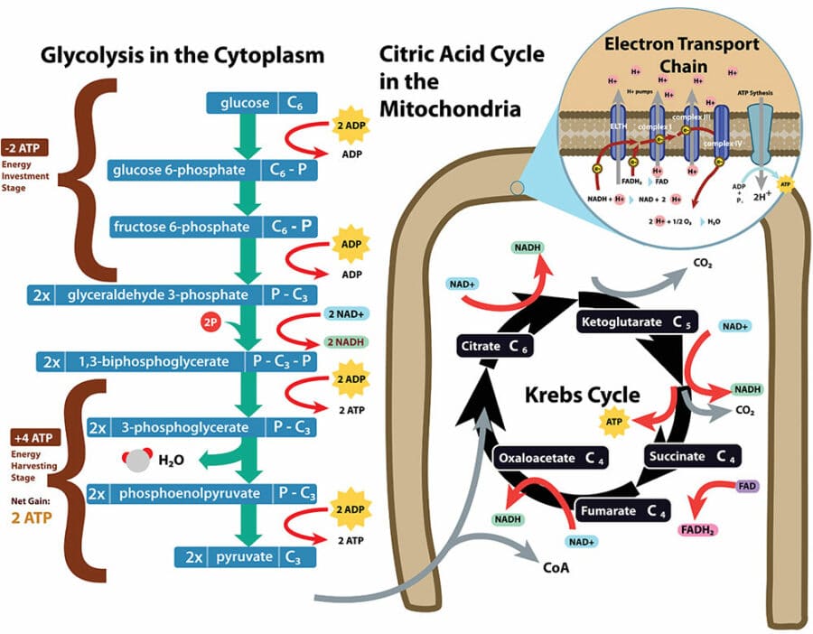 Krebs Cycle Diagram From Glycolysis