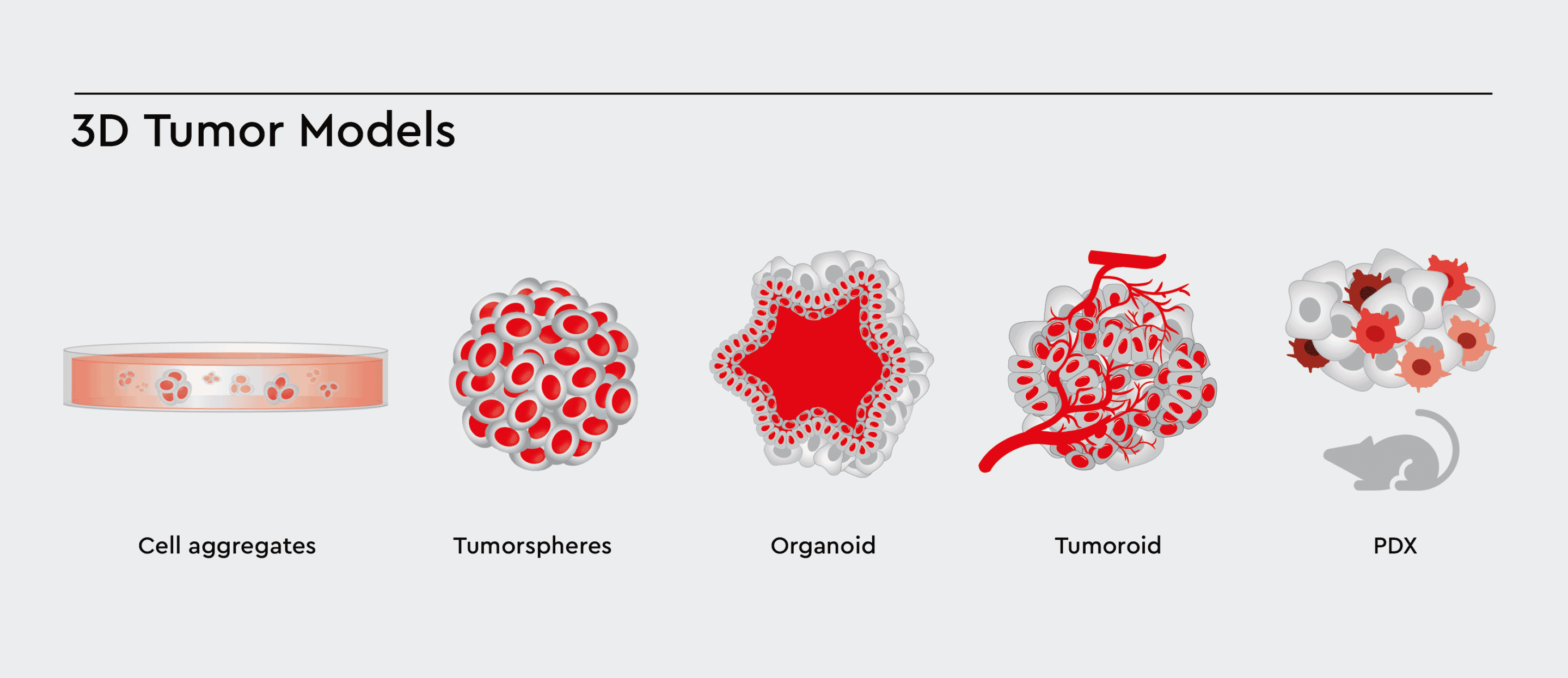 3D Cell Models with increasing complexity