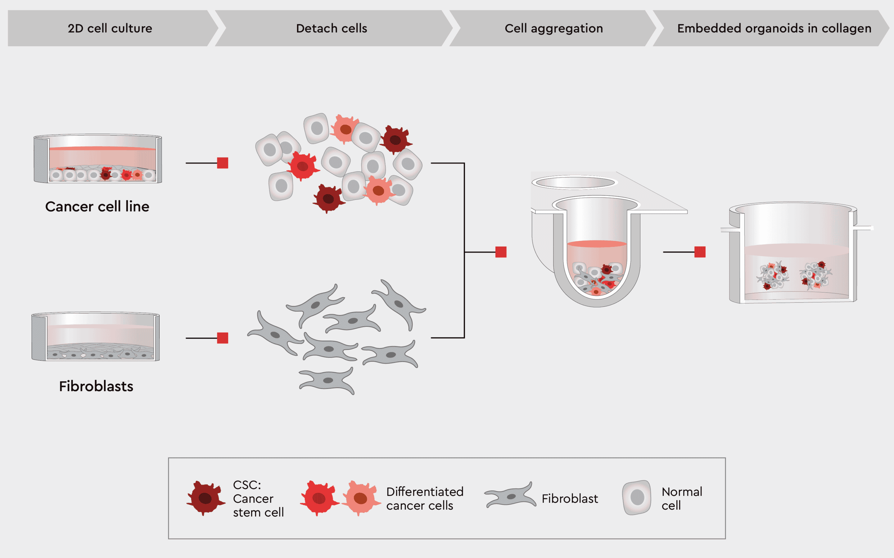 3D organoids with cancer and non-cancer cell types