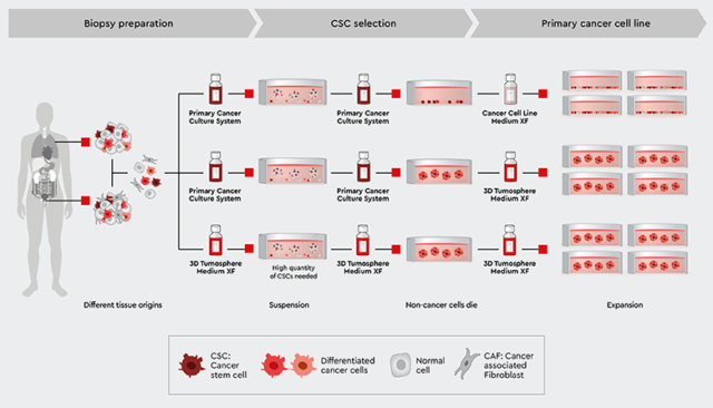 Cancer Stem Cell Selection - PromoCell PromoCell