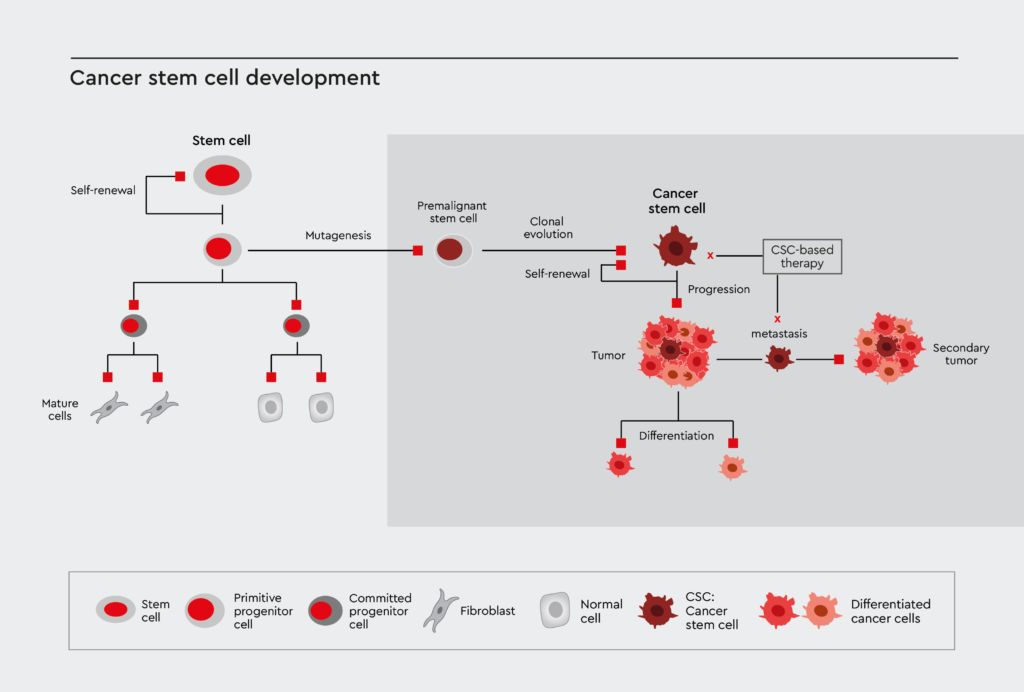 Figure 1: Cancer stem cell development