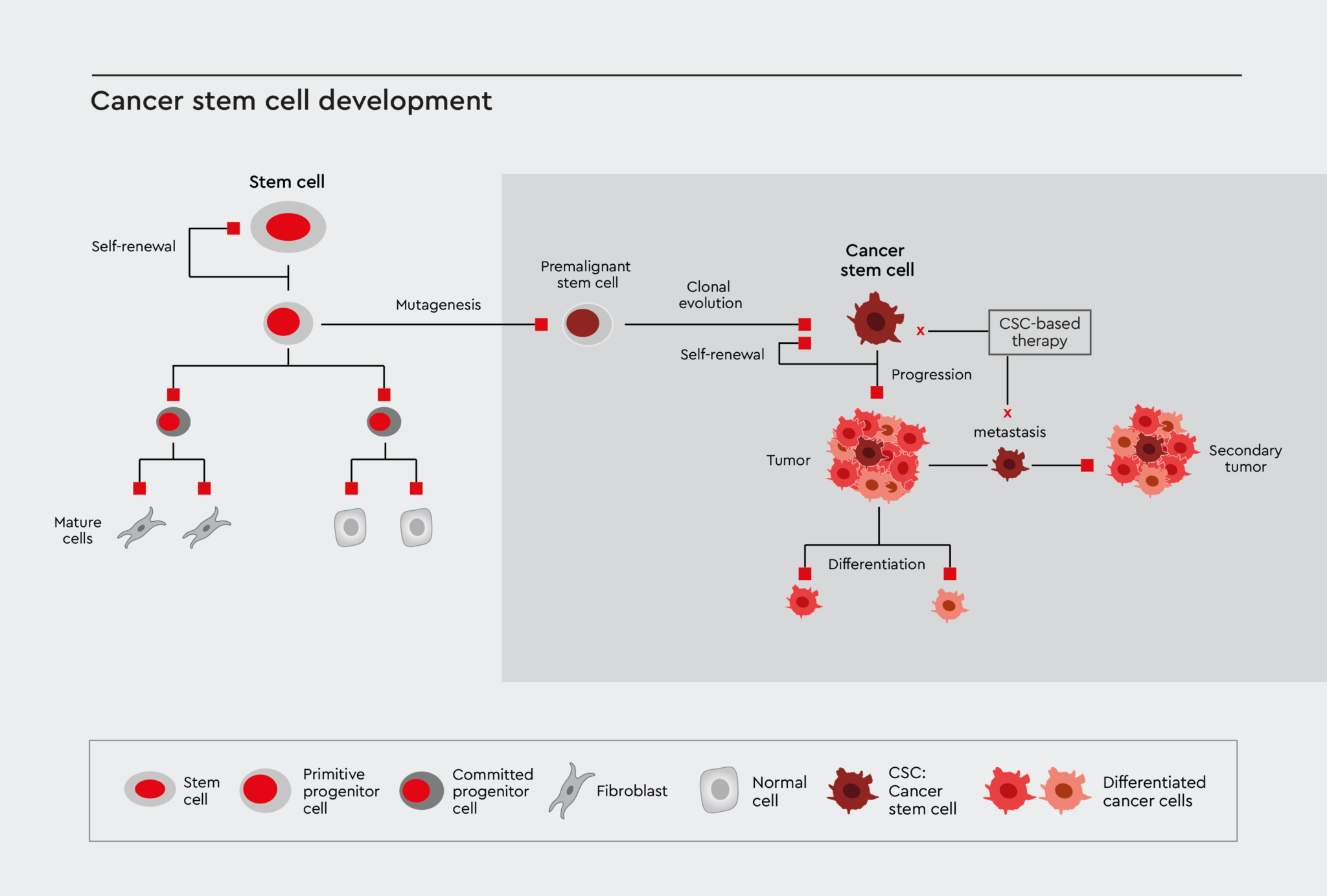 research topics on cancer stem cell