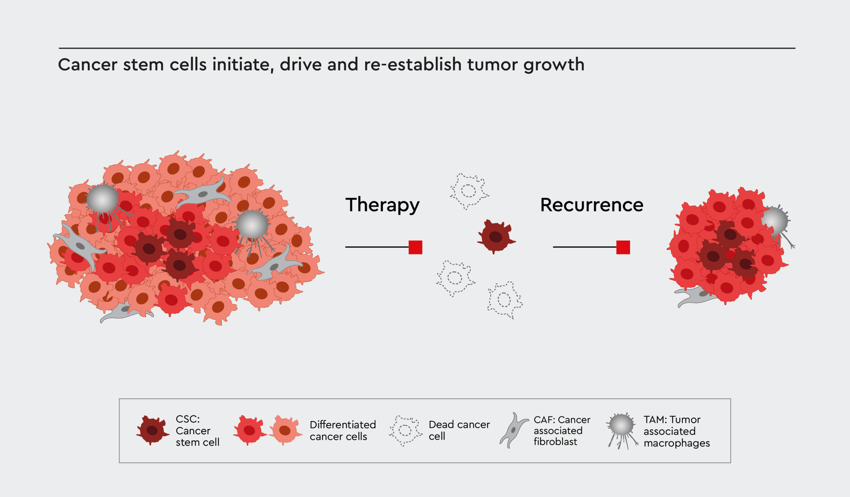 Figure 3: Cancer stem cells initiate, drive and re-establish tumor growth