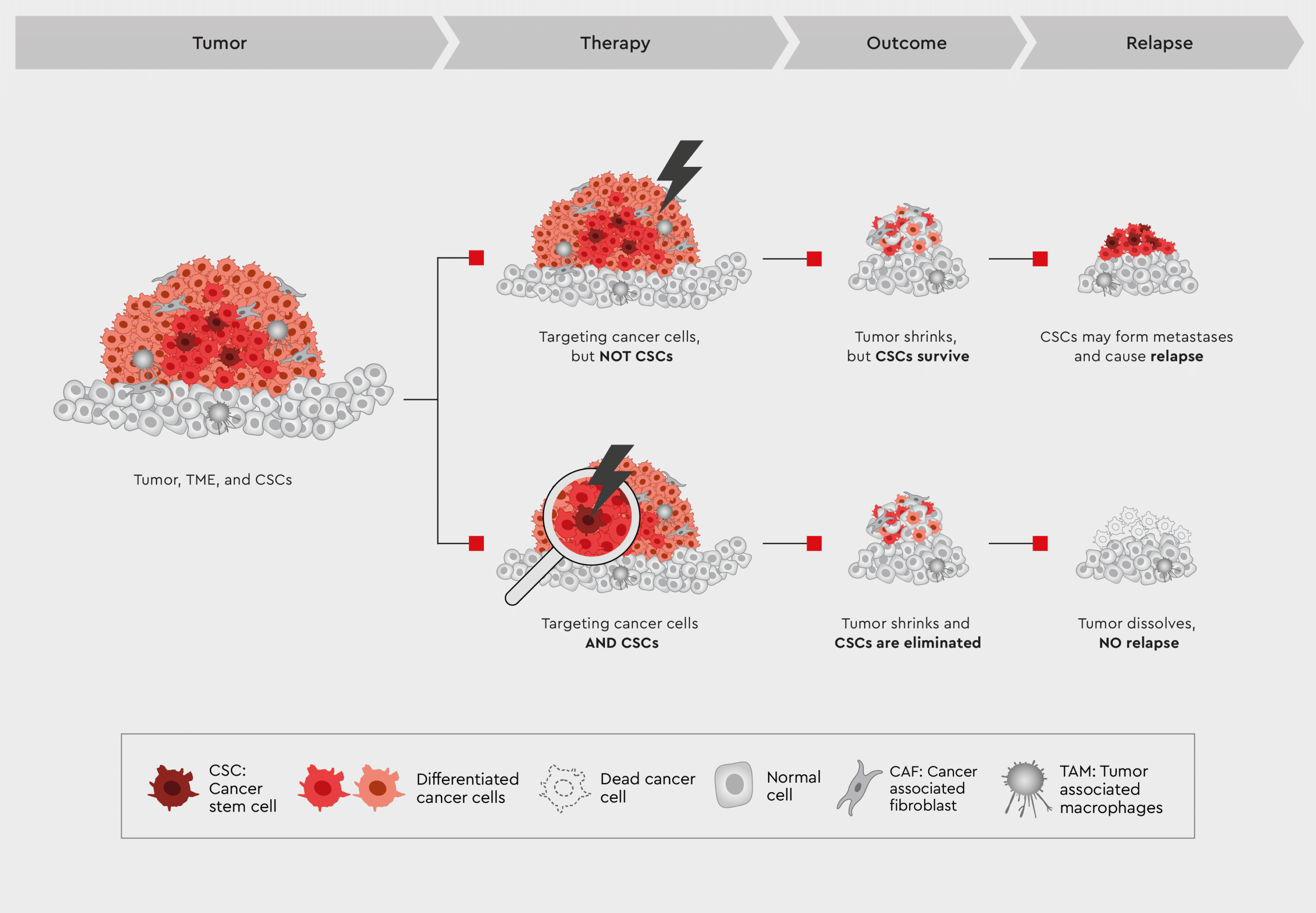 Combination of conventional anti-tumor drugs and anti-CSC therapy to treat cancer and prevent metastasis infographic