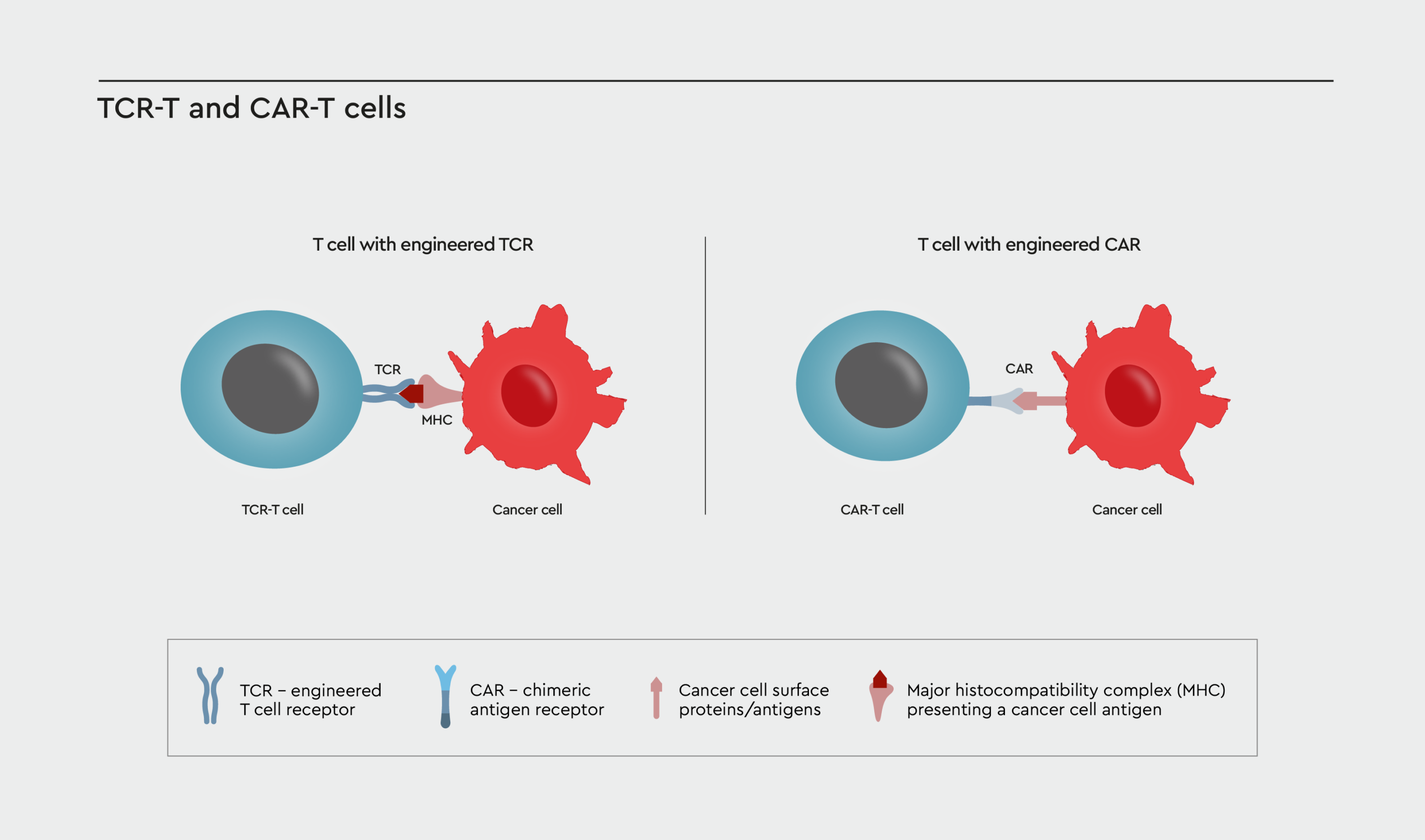 TCR- or CAR-engineered T cells