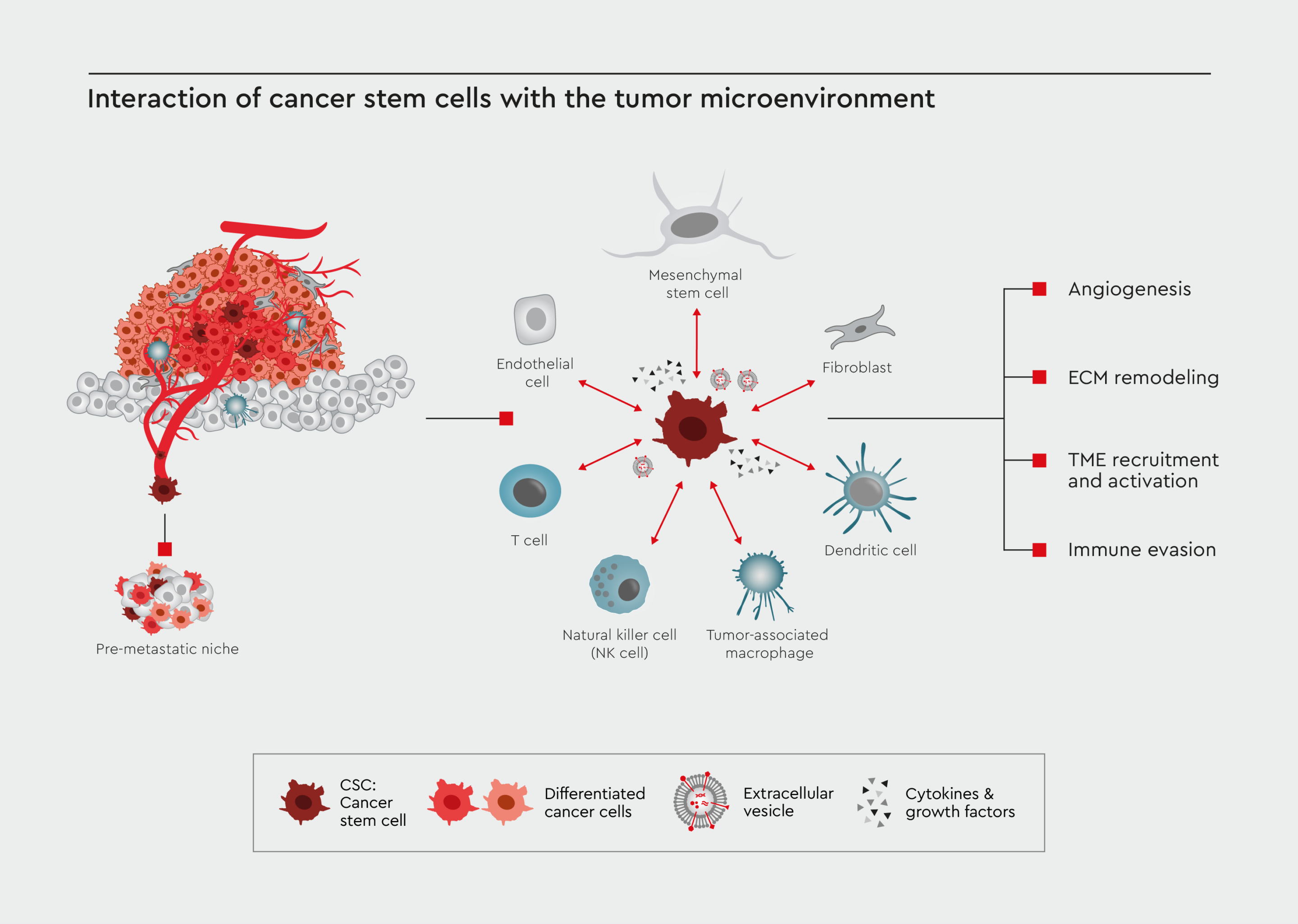Interaction of CSC with the tumor microenvironment infographic. 
