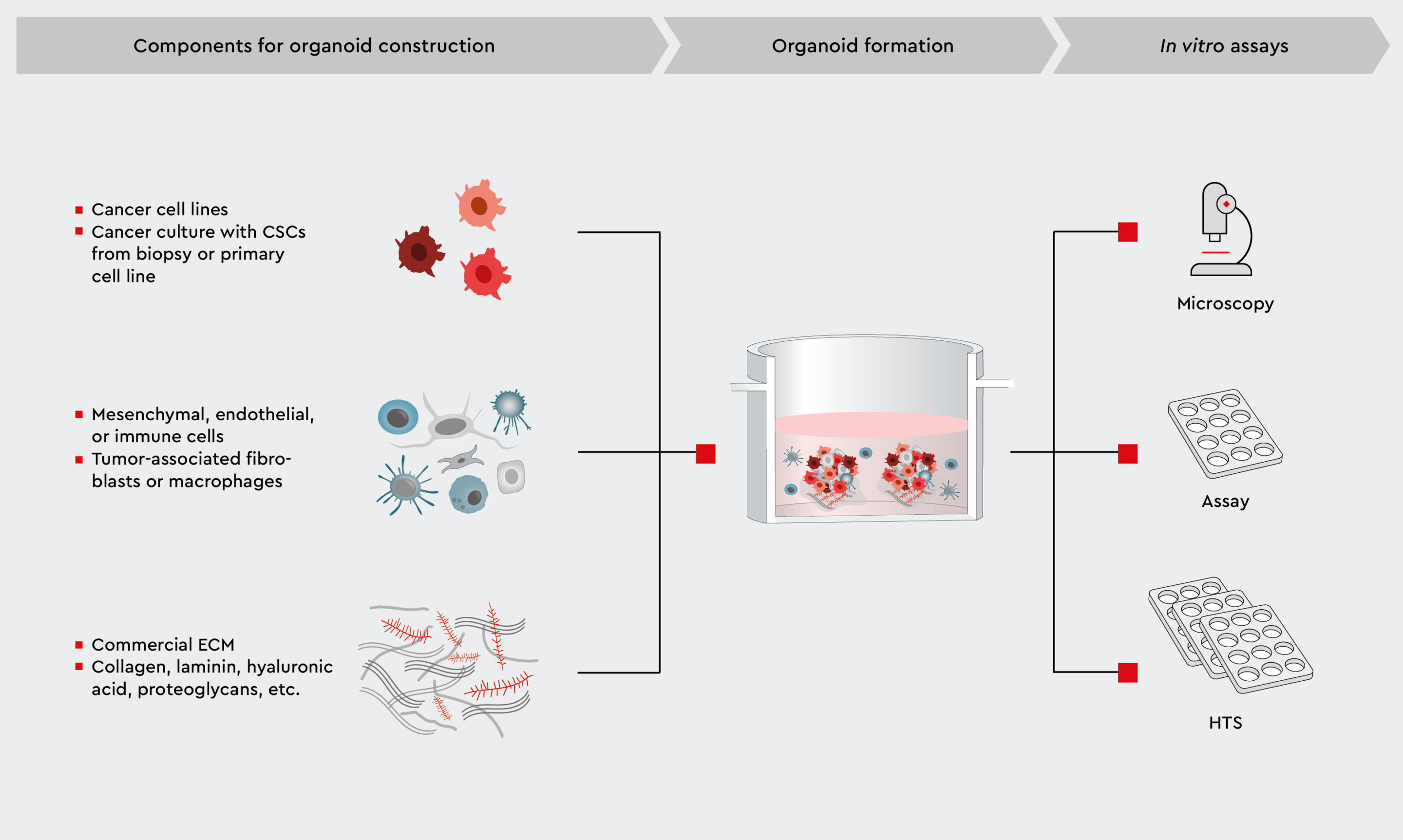 Workflow for establishing 3D organoids consisting of cancer and non-cancer cell types in the TME infographic