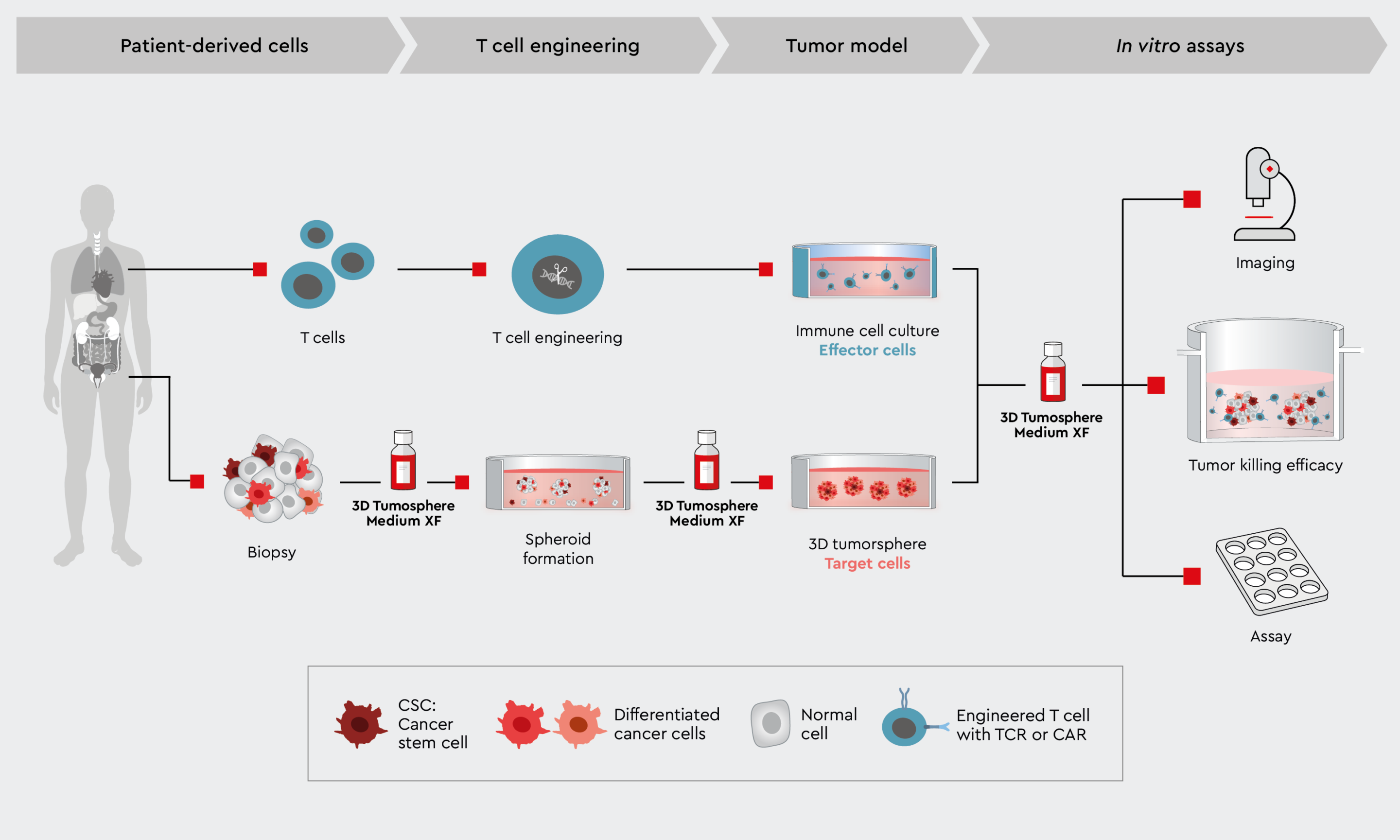 Infographic illustrating the workflow to measure CAR-T cell tumor-killing efficiency in a 3D cancer model