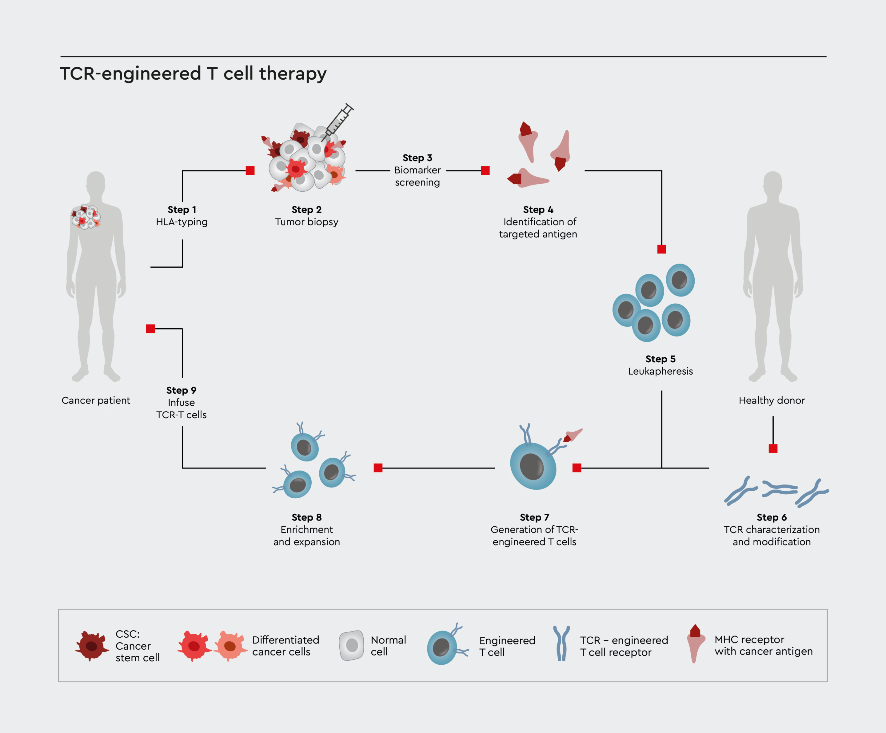 TCR-engineered T cell therapy