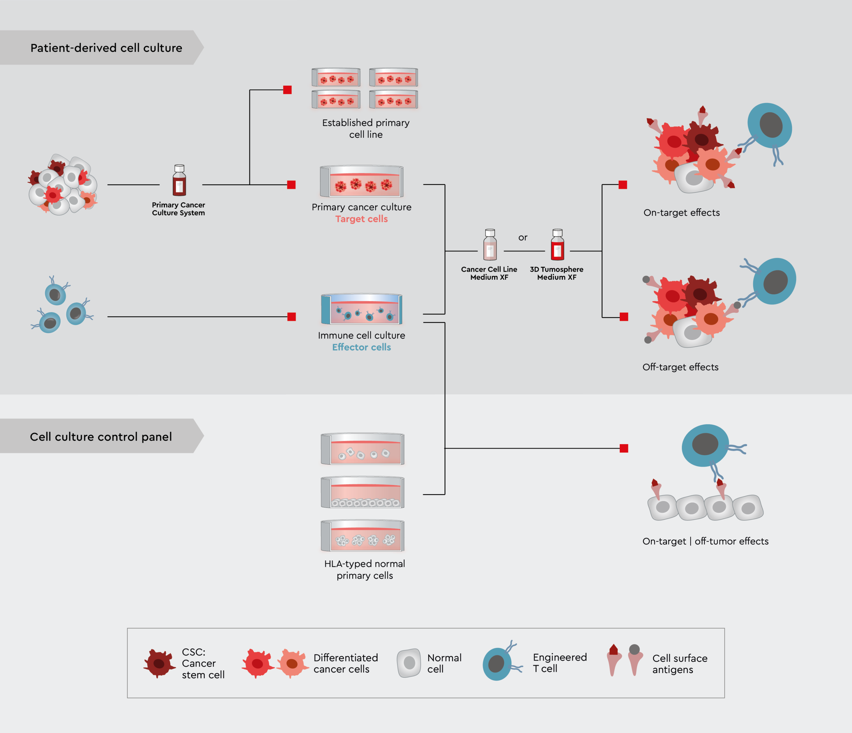 Infographic depicting a novel in vitro assay panel strategy that uses tumor trait preserving media for organoids to characterize drug candidates for immuno-oncology 