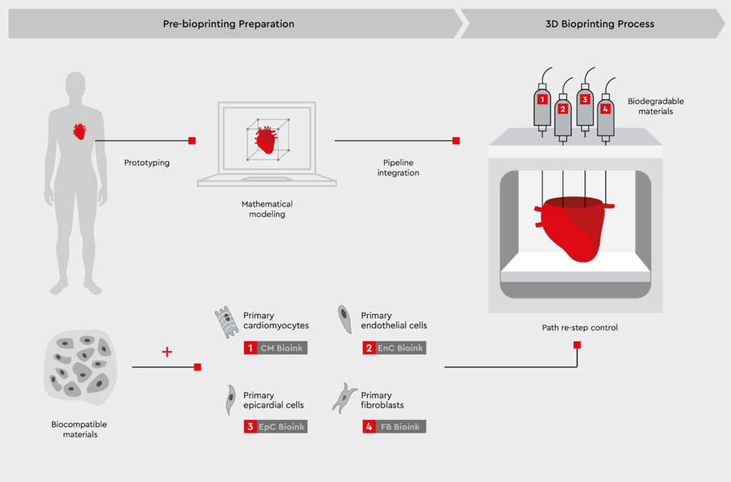 A step-by-step diagram of the bioprinting process of cardiac spheroids using primary human cells to create 3D cardiac models.