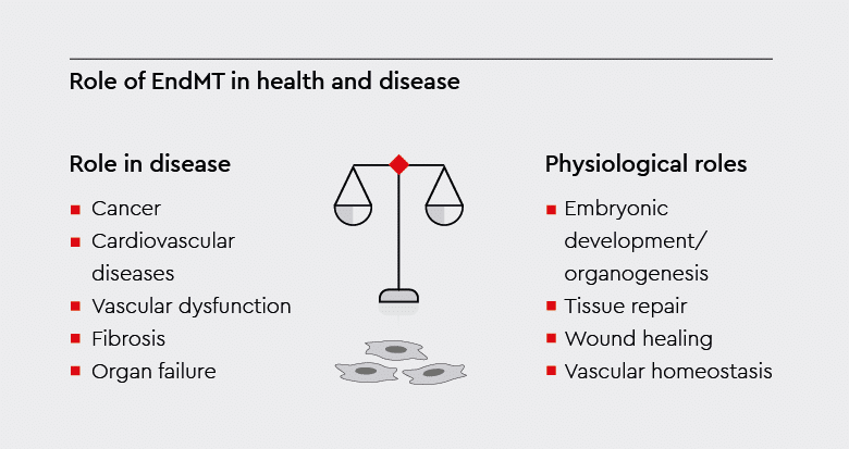 EndMT plays a critical role in diseases such as cancer, cardiovascular disease, vascular dysfunction or fibrosis, but also has important physical roles such as embryonic development (organogenesis), tissue repair or wound healing.