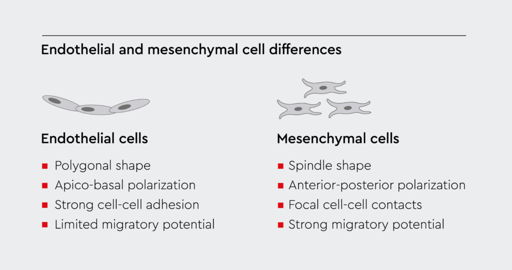 Differences between mesenchymal cells and endothelial cells in form and function.