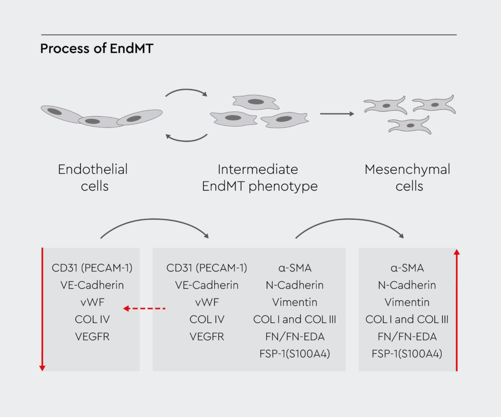 Molecular mechanisms of EndMT regulation of endothelial-to-mesenchymal cell transformation