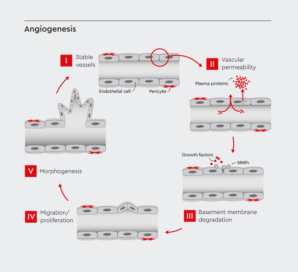 The process of angiogenesis including stable vessels, vessel permeability, basement membrane degradation, migration/proliferation and morpogenesis as key steps.