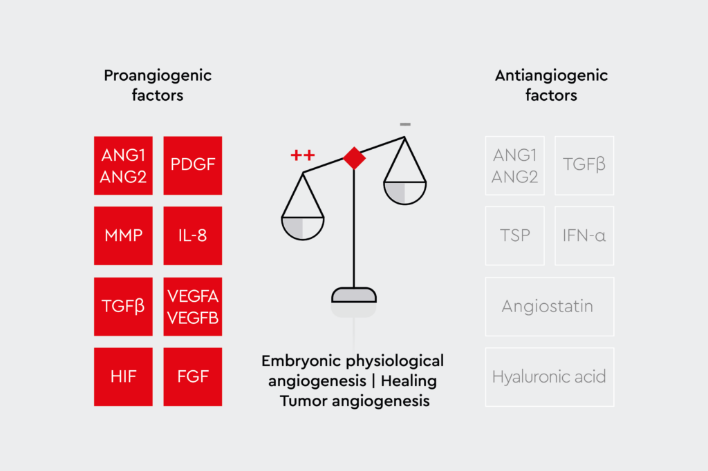 Pro-angiogenic factors (ANG1, ANG2, PDGF, MMP, IL-8, TGFβ, VEGFA, VEGFB, HIF, FGF) promote blood vessel formation. Anti-angiogenic factors (ANG1, ANG2, TGFβ, TSP, IFN-α, Angiostatin, Hyaleuronic acid) inhibit it.