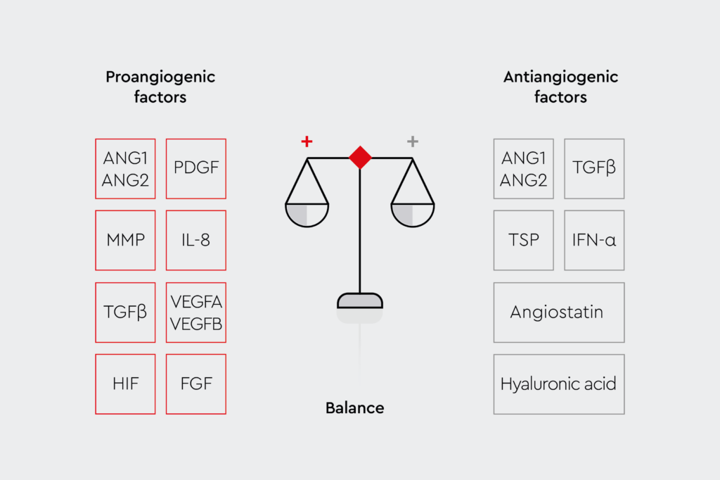 The different angiogenic factors: Pro-angiogenic factors (ANG1, ANG2, PDGF, MMP, IL-8, TGFβ, VEGFA, VEGFB, HIF, FGF) and anti-angiogenic factors (ANG1, ANG2, TGFβ, TSP, IFN-α, Angiostatin, Hyaleuronic acid).