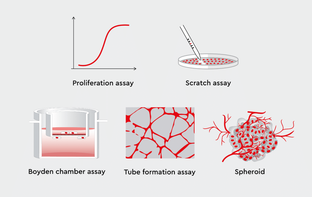 In vitro angiogenesis assays to study the effects of pro- or anti-angiogenic agents include Proliferation assay, Scratch assay, Boyden chamber assay, Tube formation assay, and Spheroids.
