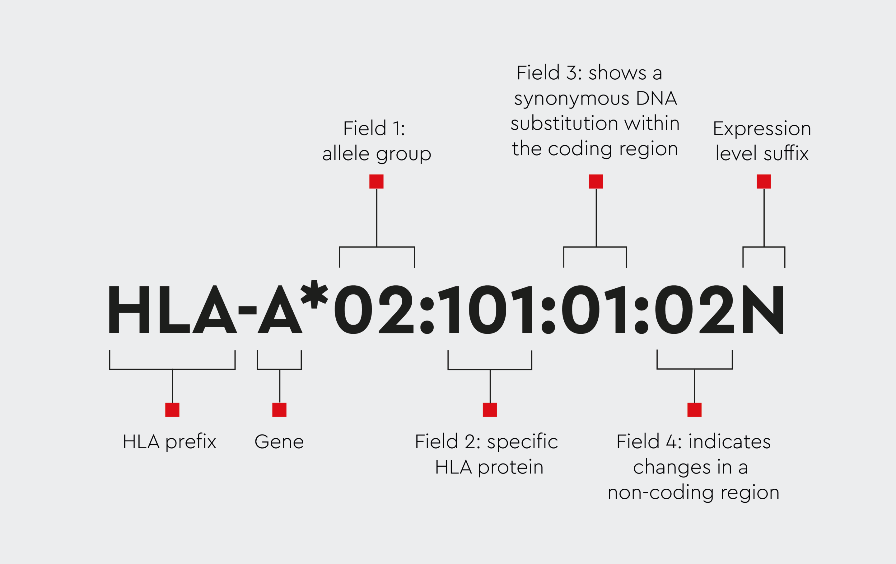 Diagram illustrating the nomenclature of Human Leukocyte Antigens (HLA). The image includes a breakdown of the HLA code, highlighting and explaining each part of the code for clarity.