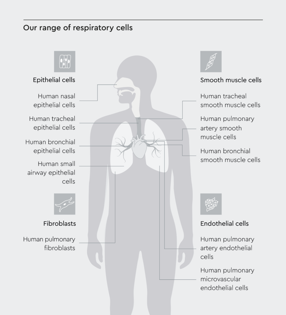 상피 세포, 내피 세포, 섬유 아세포 및 평활근 세포를 포함한 체외 폐 모델을 확립하기 위한 인간 호흡기 세포 유형.
